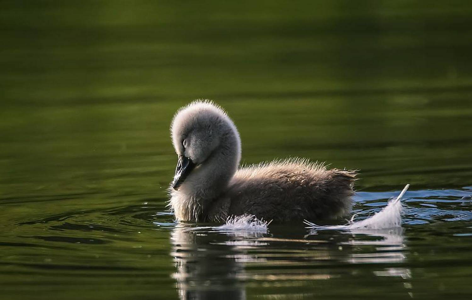 , Вячеслав Мищенко