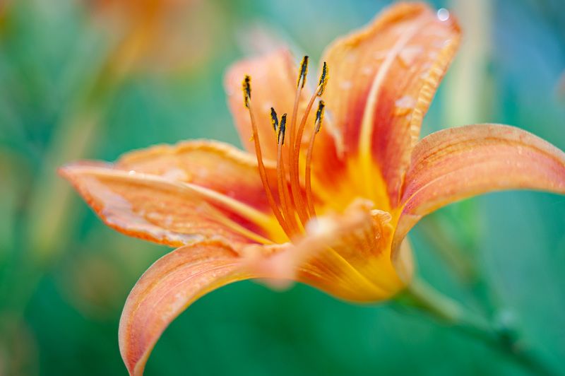 лилейник, индустар 61 С Индустаром по городским улочкам. Лилейник. фото превью