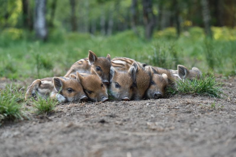 тихий час фото превью