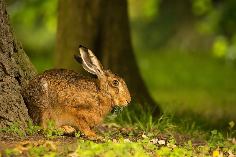 Hare фото превью