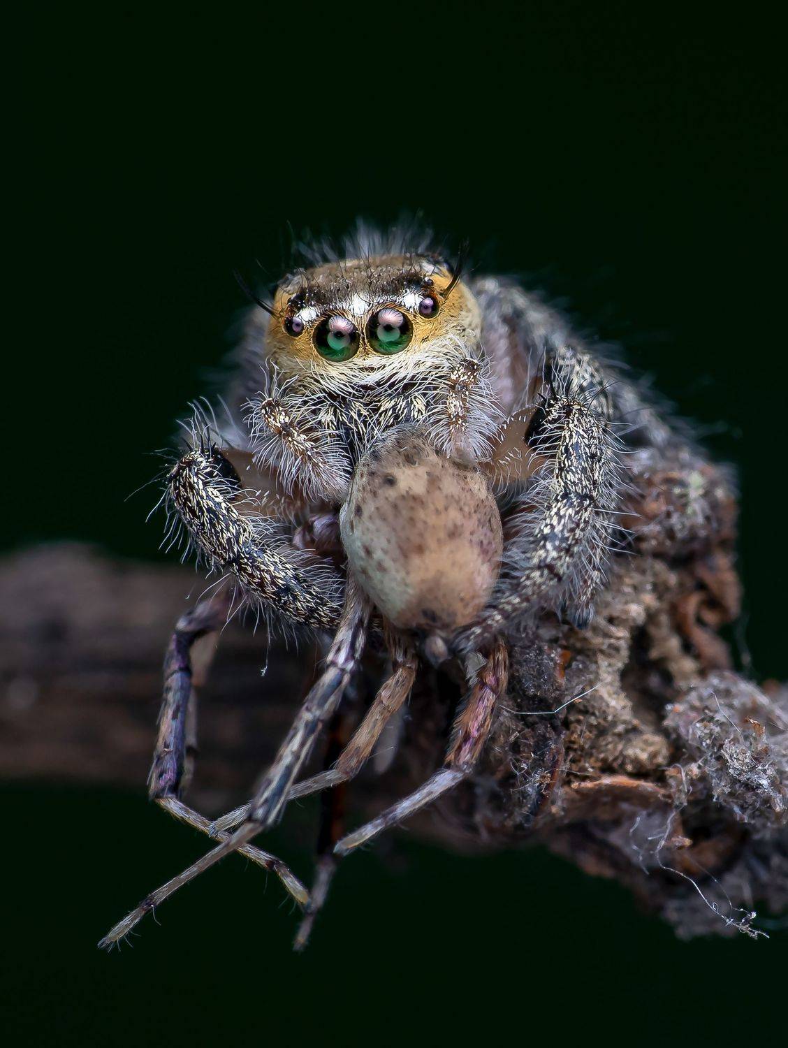 Macro wildlife insects, Shuvam Sadhukhan