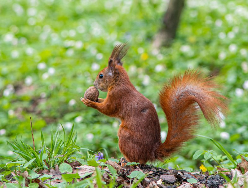 Squirell and nut фото превью