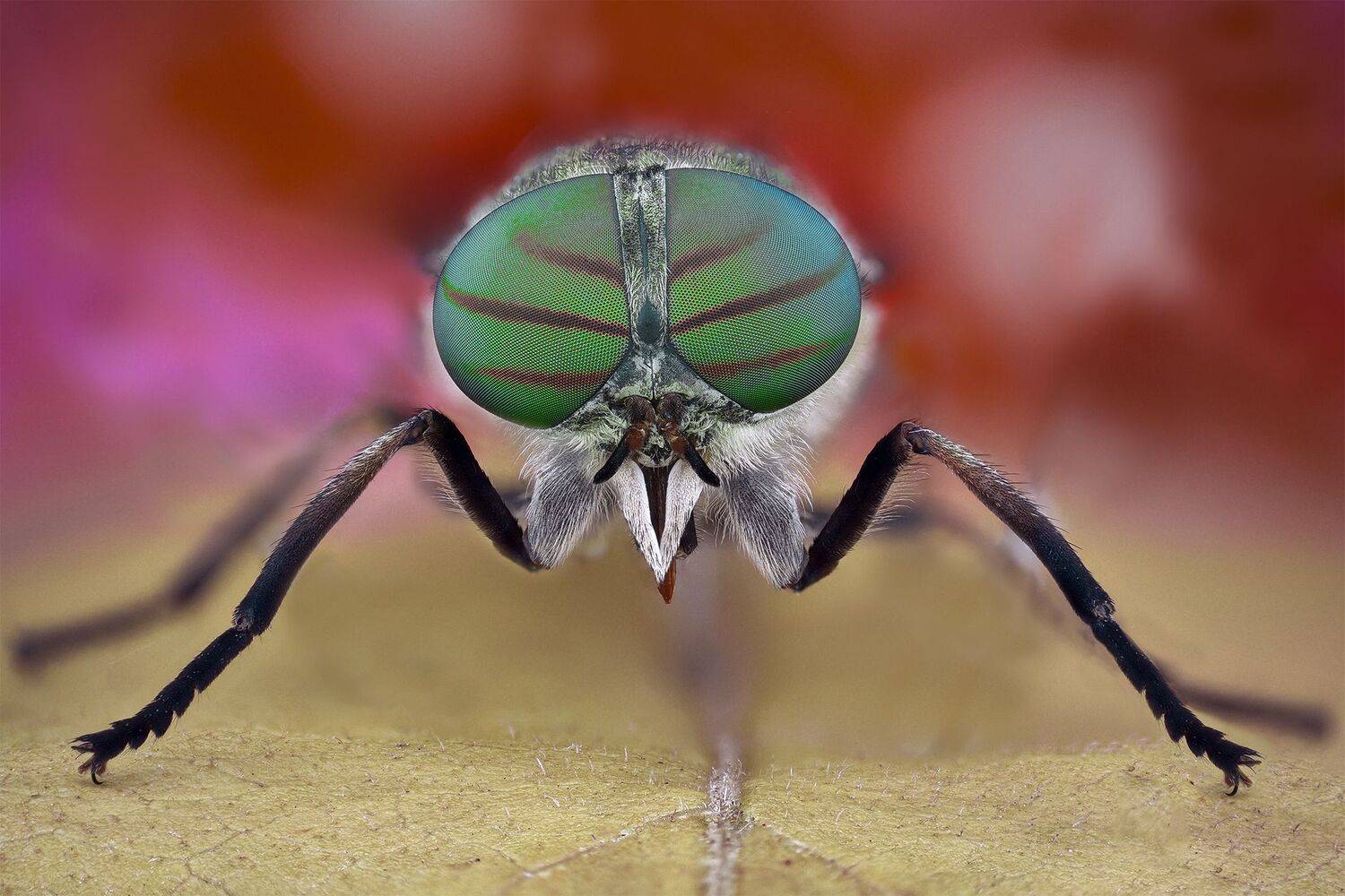 ceclii, macro, lomo 3.7, Tsvetan Ganev