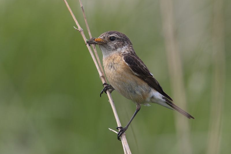 Попался который кусался  фото превью