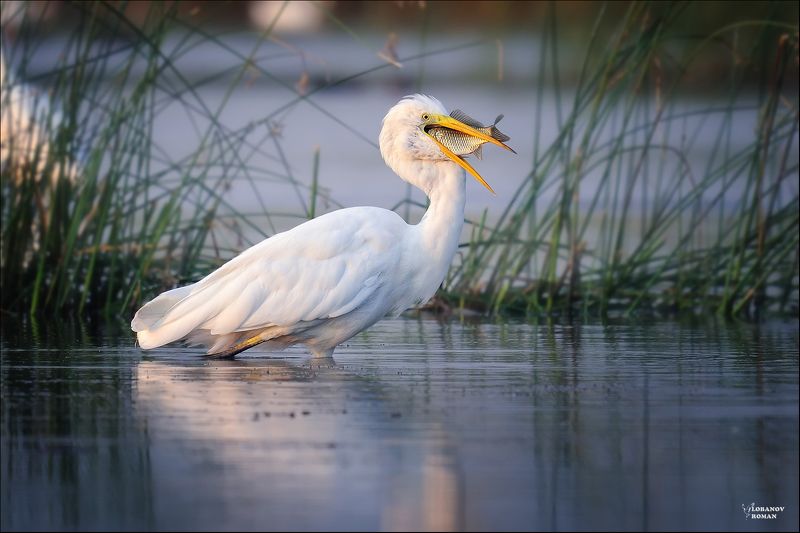 * * * фото превью