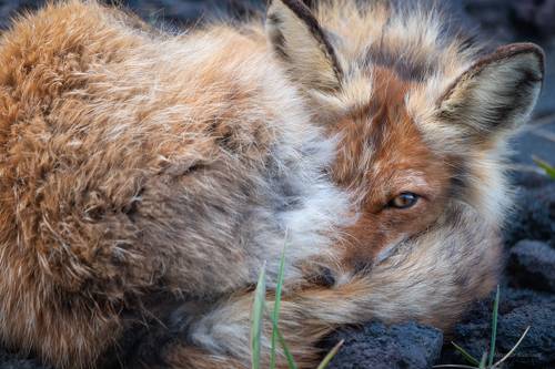 О жизни на вулкане...