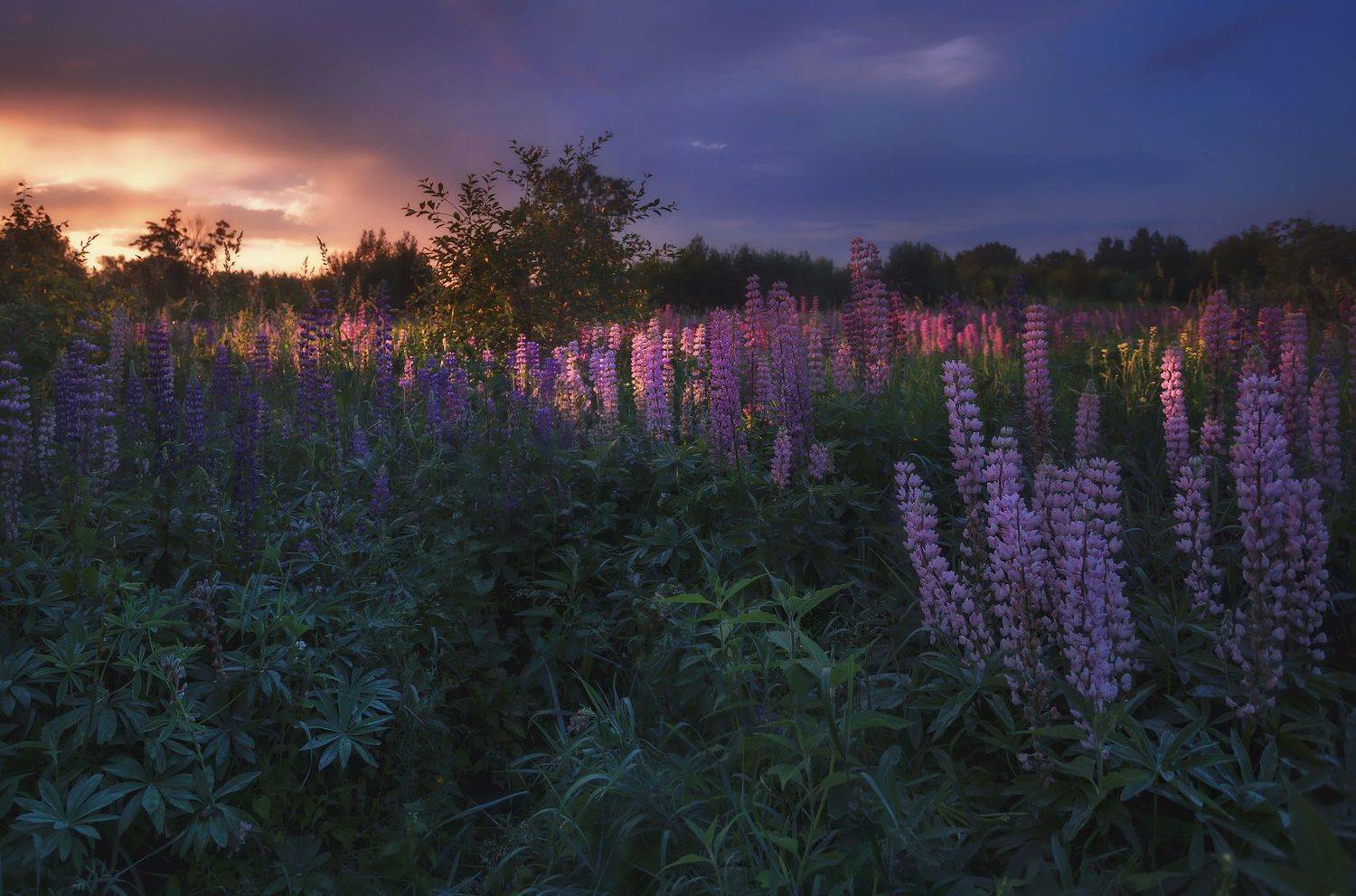 питер, пушкин, царскоесело, царское, пейзаж, Таня SHE (Aiya)