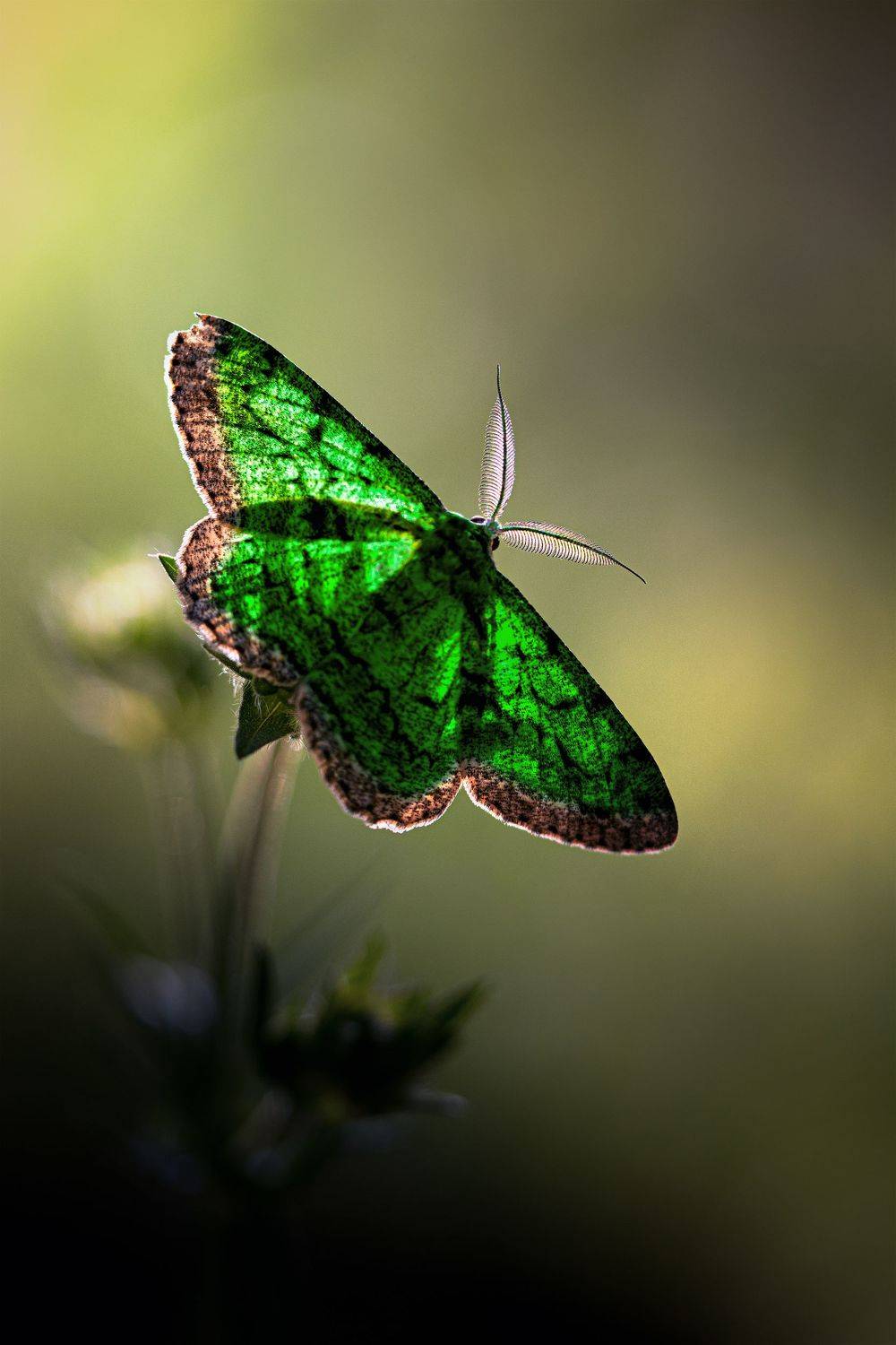 , Татьяна Гореславец