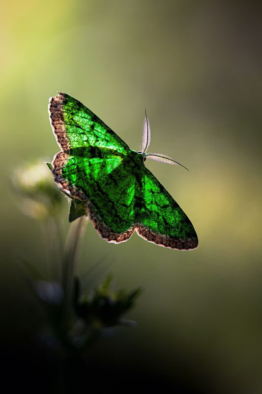 Изумрудница фото превью