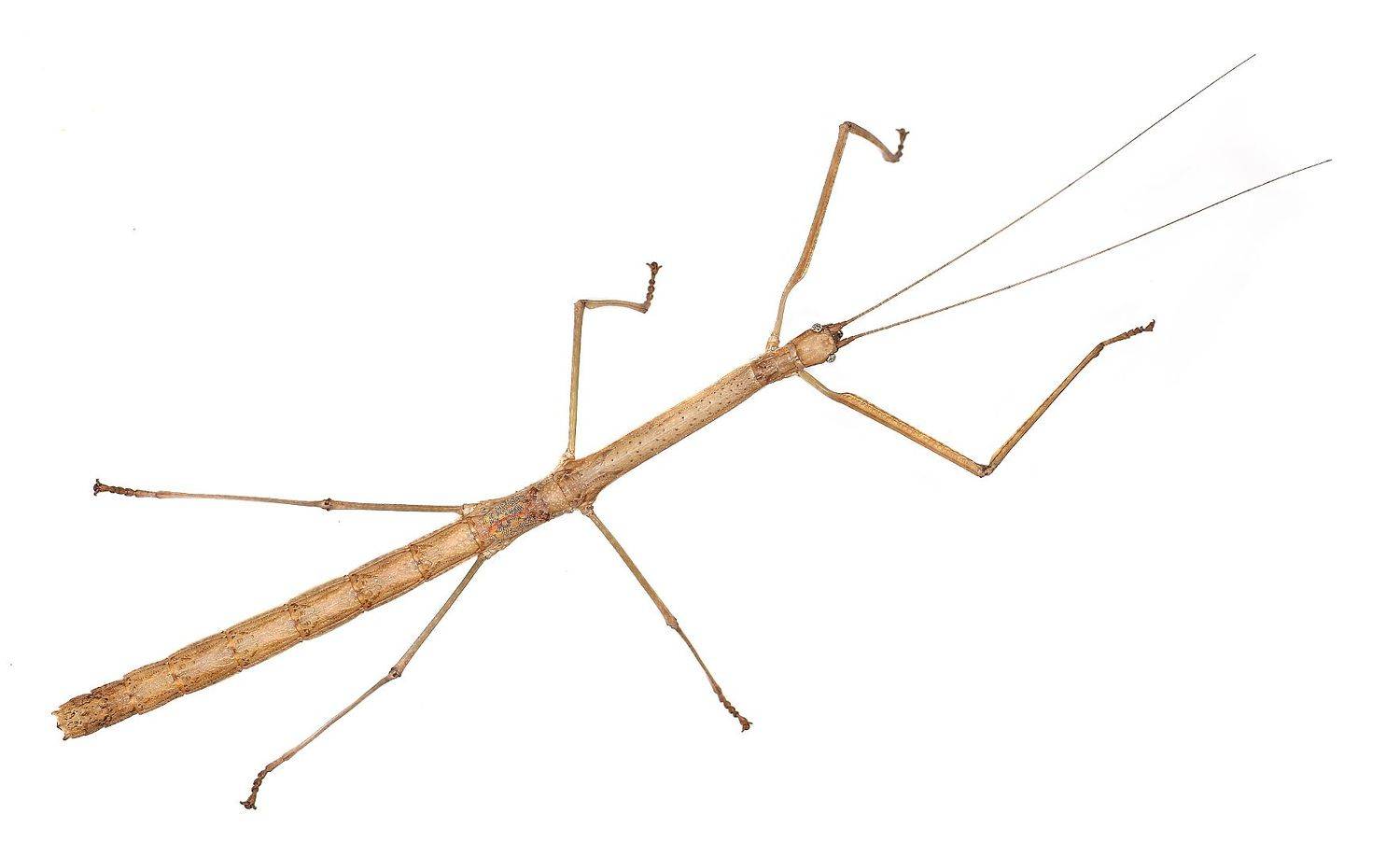 насекомое, палочник, Александр Зорин