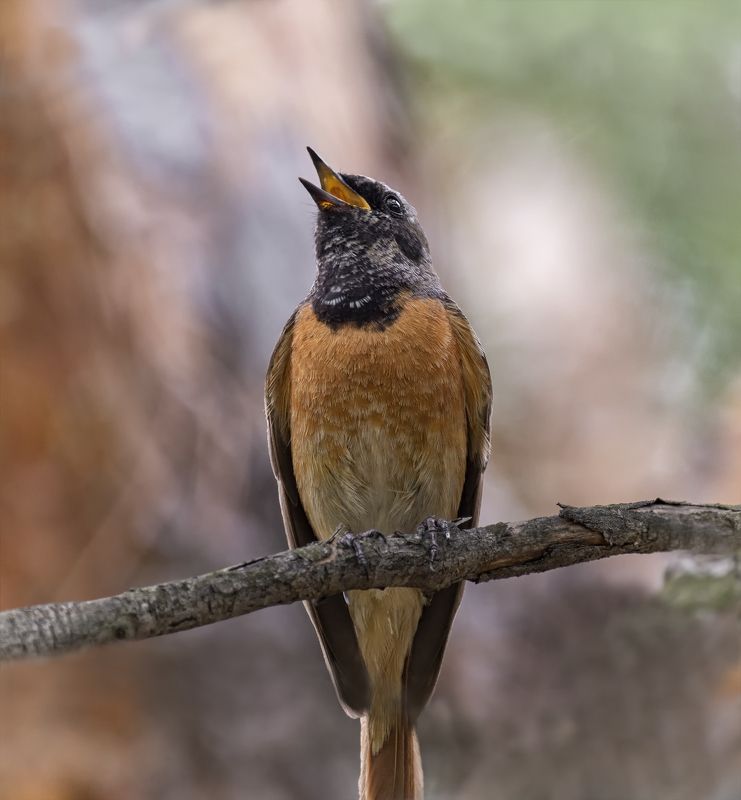 птица, горихвостка, горихвостка.. фото превью