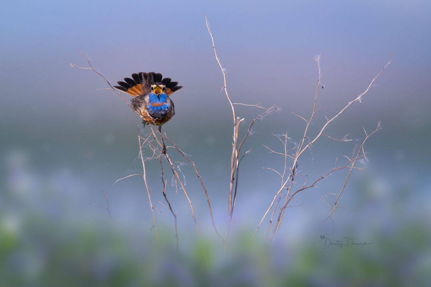 природа, лес, поля, огороды, животные, птицы, макро, Дмитрий Посевич