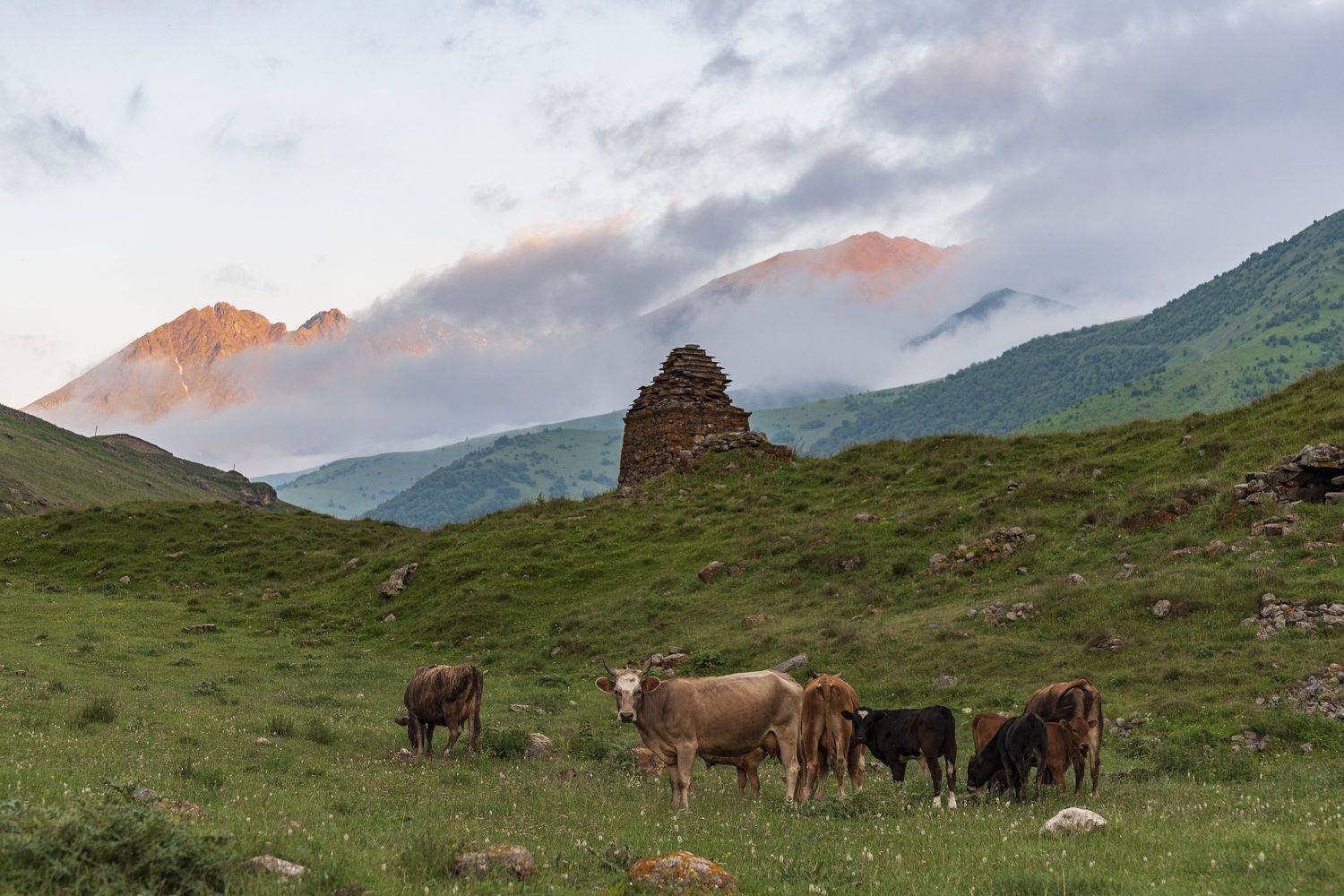 , Дмитрий Новоселов