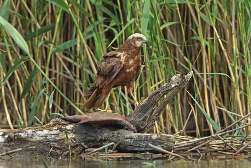 Потрошитель.