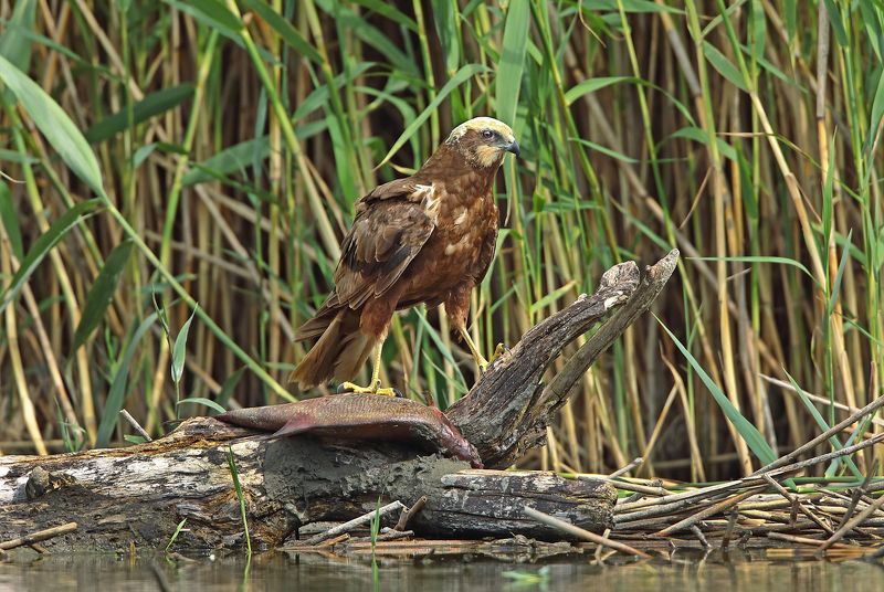 болотный или камышовый лунь. Потрошитель. фото превью