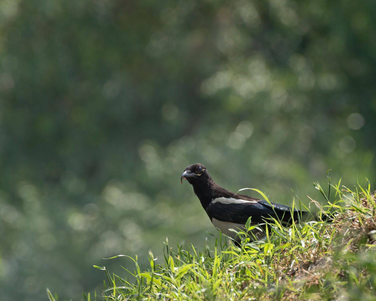 сорока, Алексей Рыльский