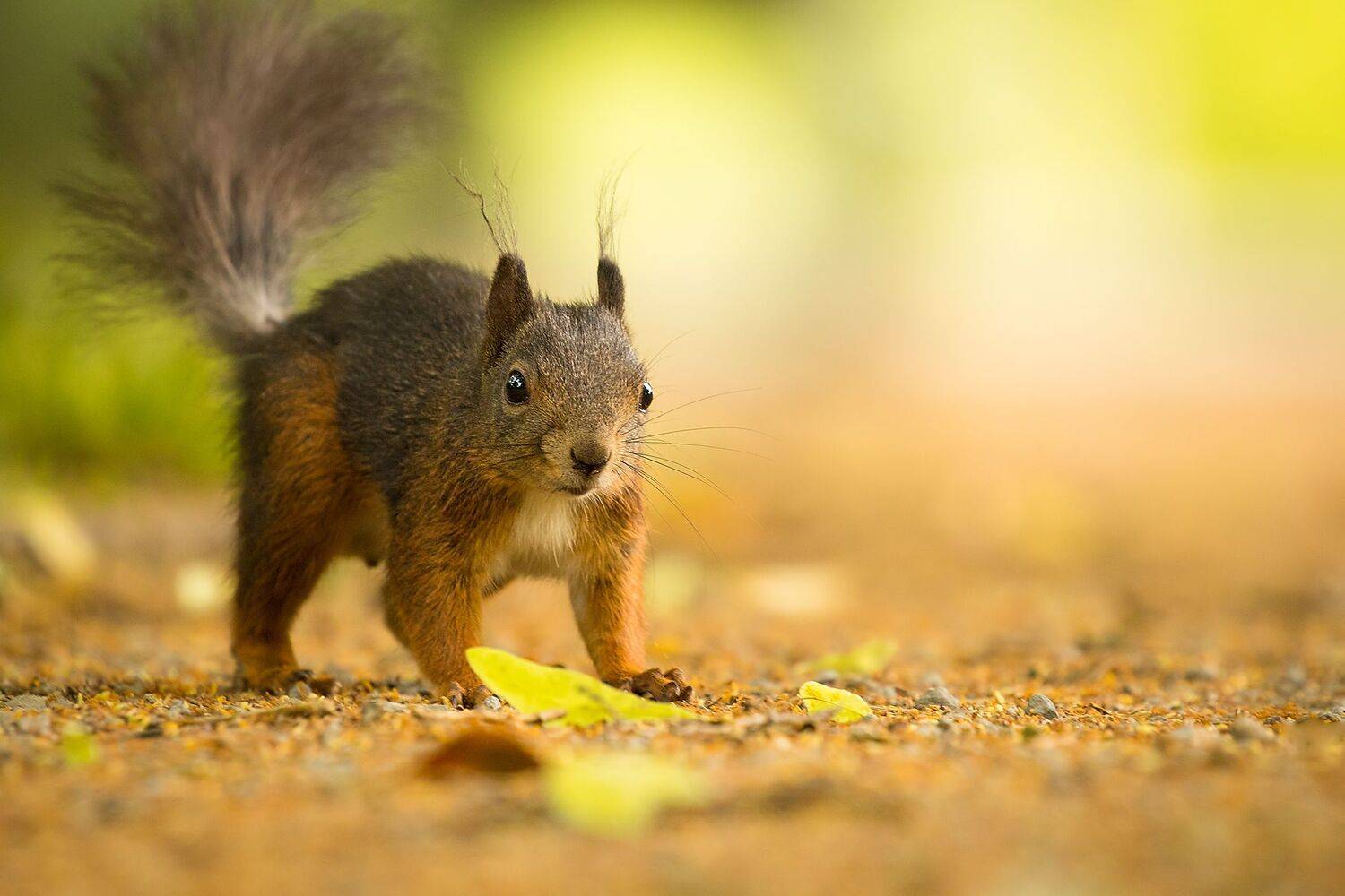 , Robert Adamec