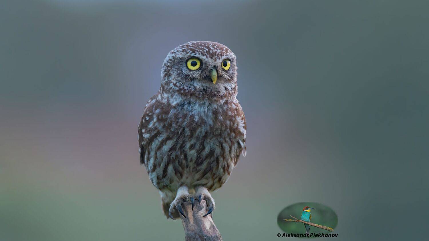 , Alexander Plekhanov