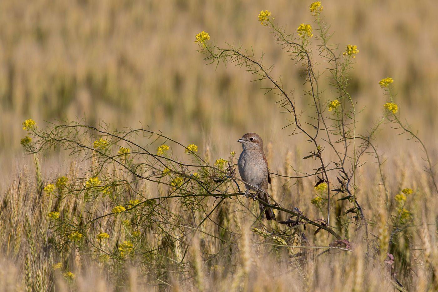 сорокопут, жулан, птицы, лето, birds, wildlife, red-backed shrike, Алексей Юденков