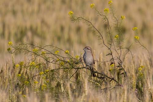 Обыкновенный жулан, самка