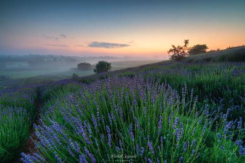Lavender...
