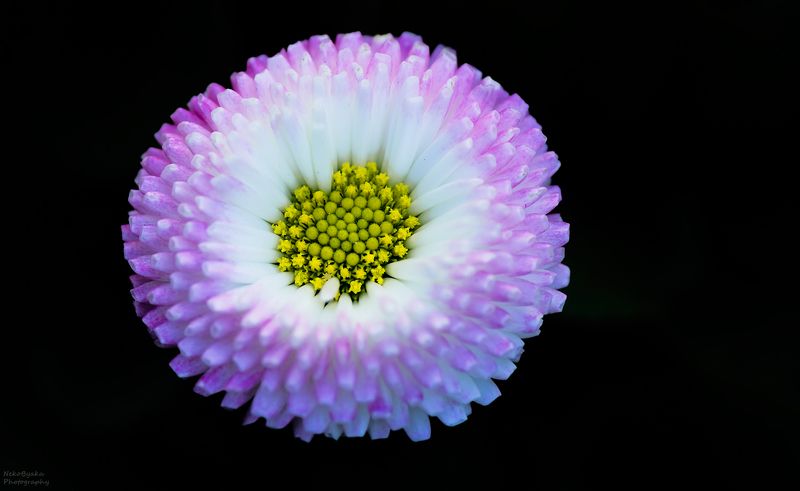 макро, природа, цветы, маргаритки Маргаритки фото превью