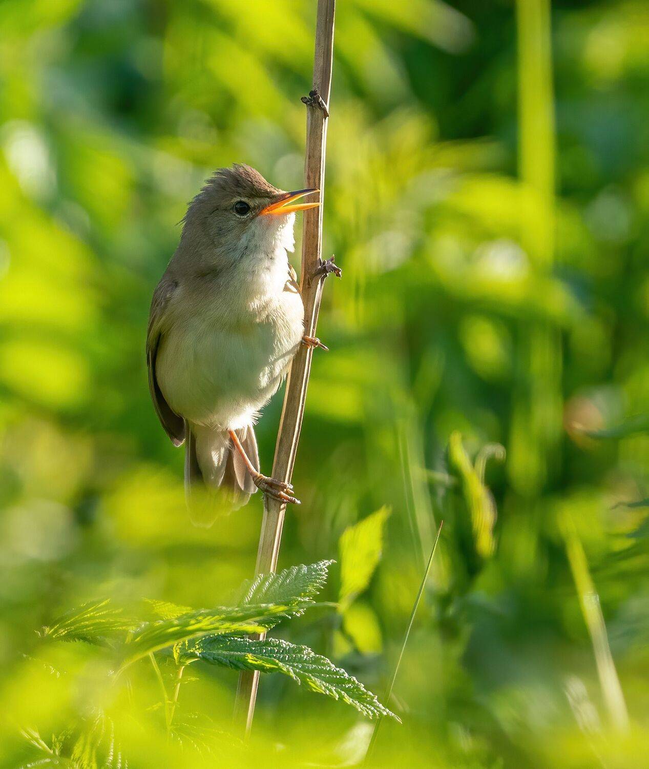 , Константин Дэм