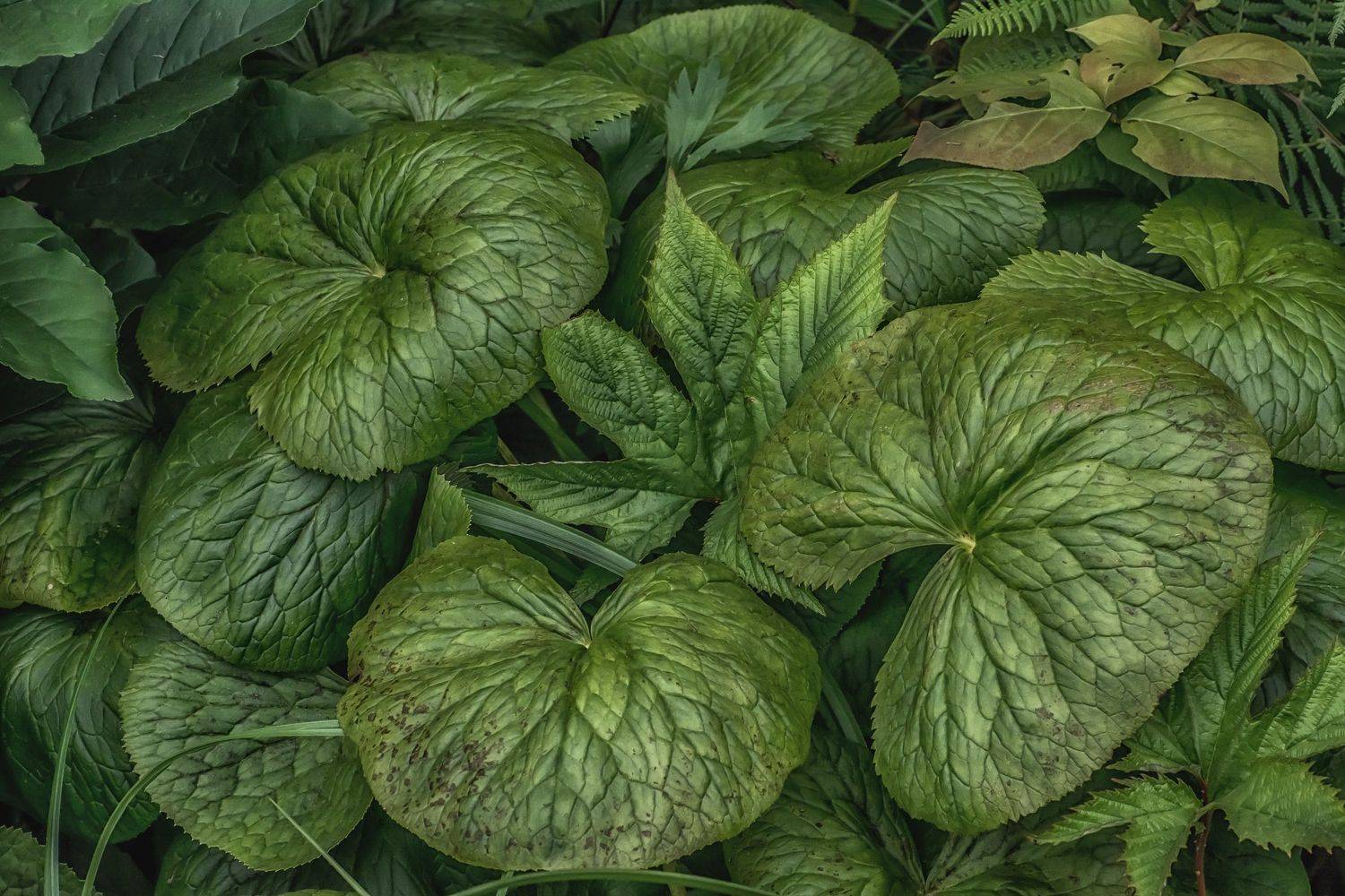 , Шинкарева Елена