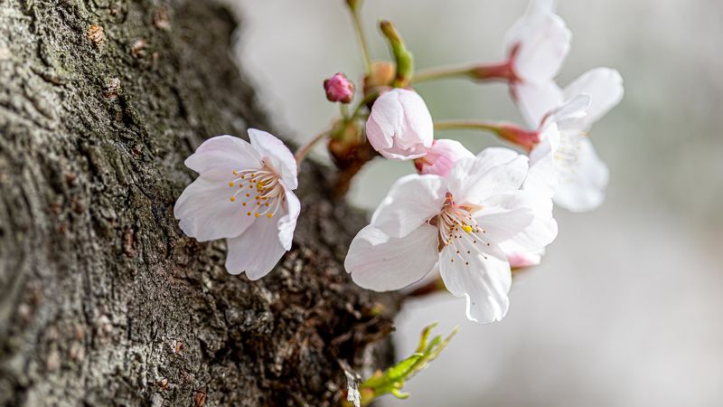 Spring фото превью