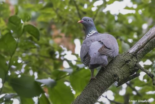 Common wood pigeon