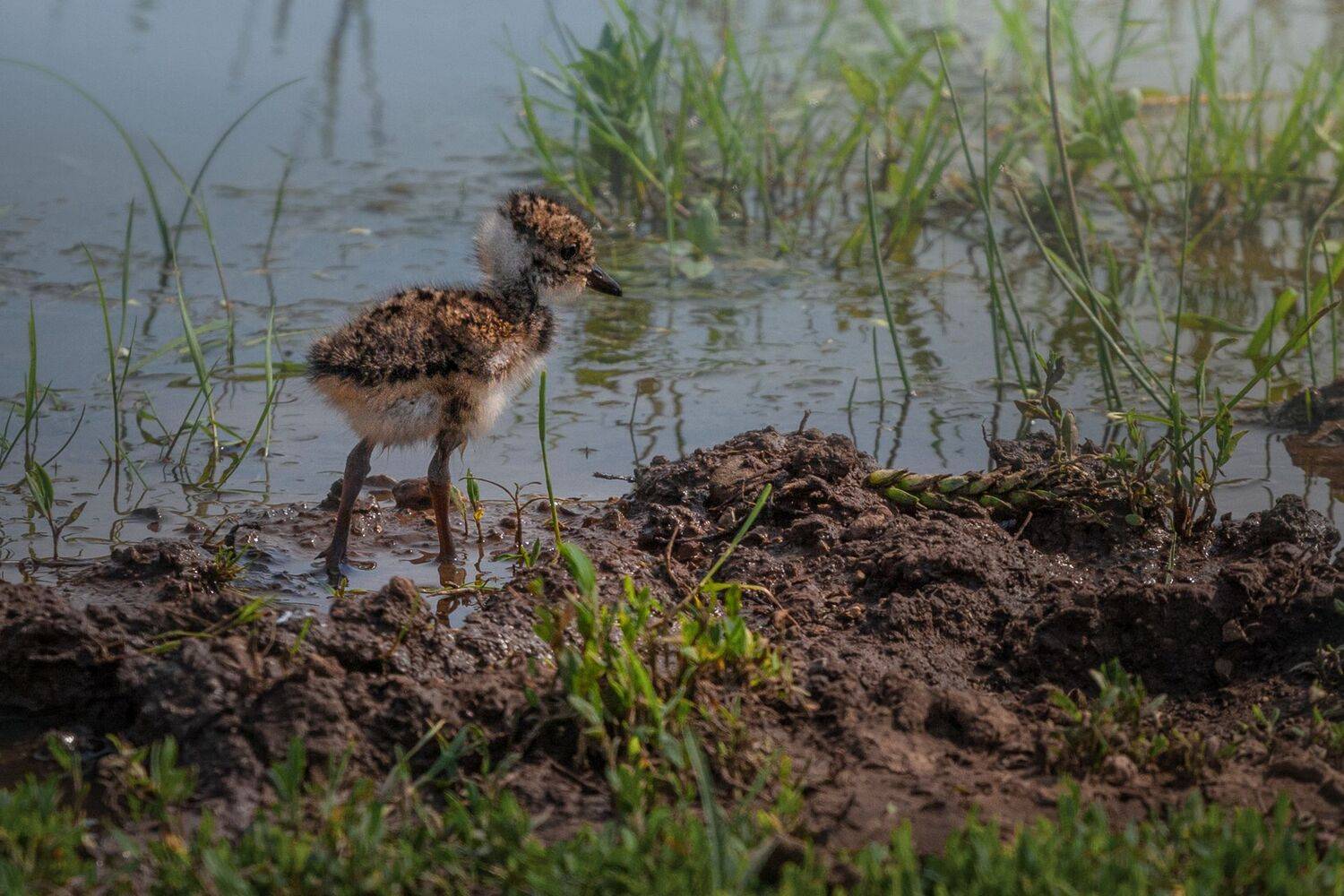 чибис, Марат Кучкаев