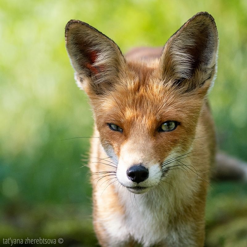 Ляська фото превью