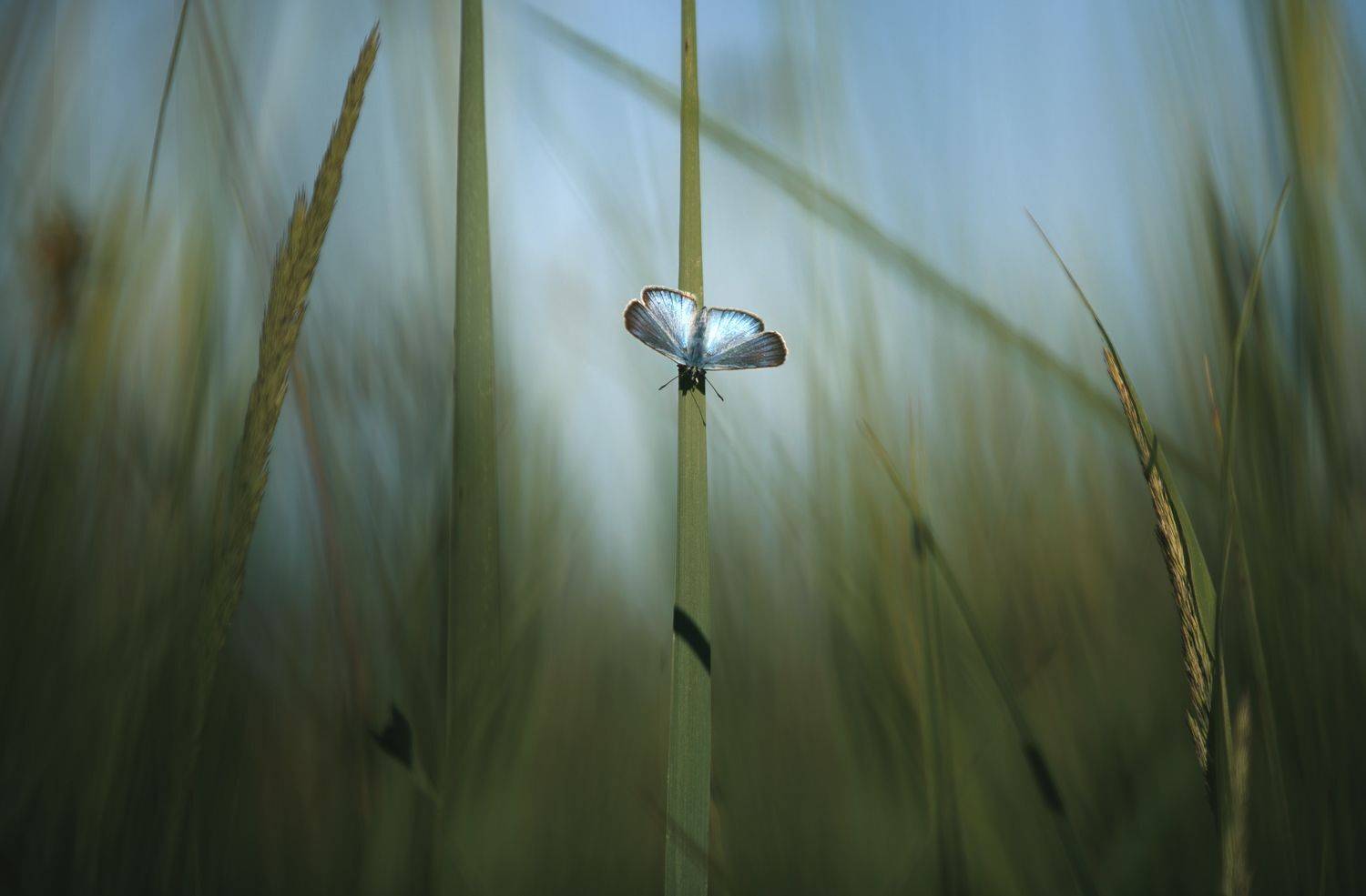 , Баранов Олег