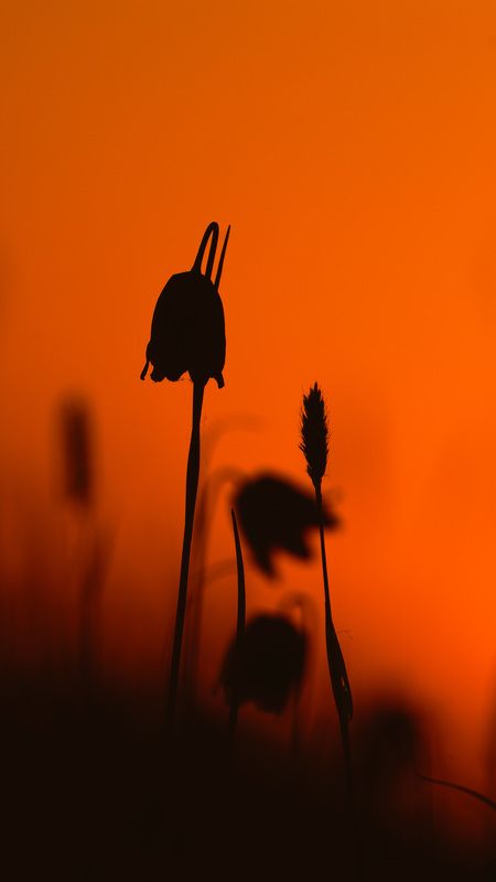 Закатный колокол фото превью