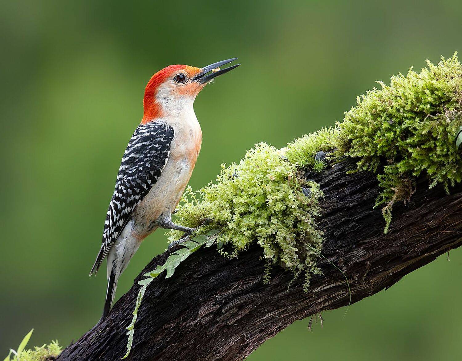 дятел, каролинский меланерпес, red-bellied woodpecker, woodpecker, Elizabeth Etkind