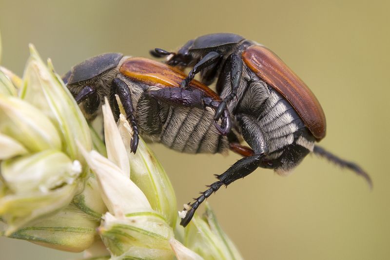 Жук кузька (Anisoplia austriaca) фото превью