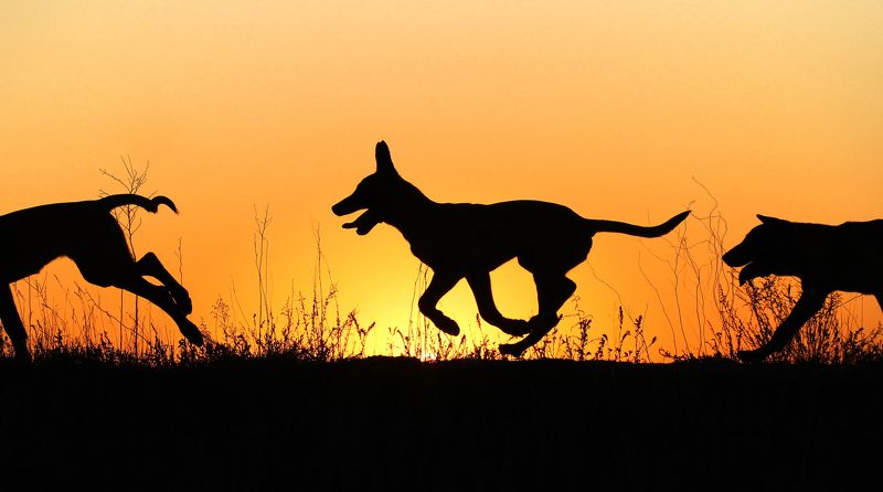 Круговорот щенков в природе :-) фото превью