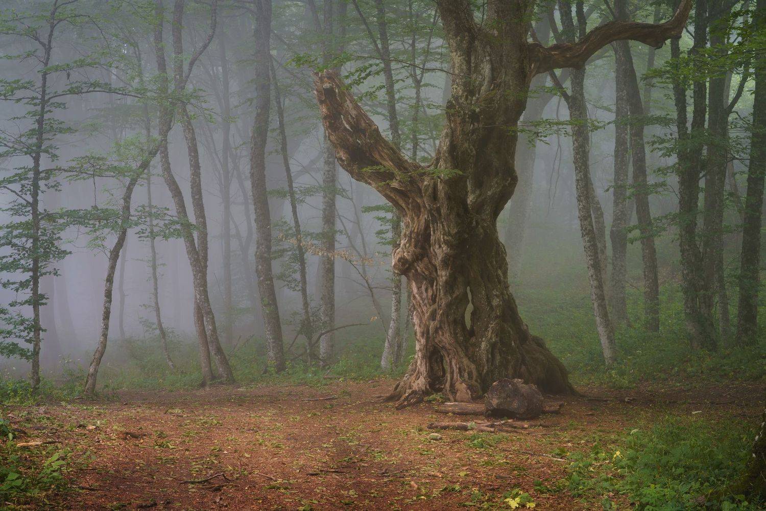 , Григорий Бельцев