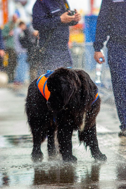 собака мчс россия спасатели emercom emergency огонь вода  фото превью