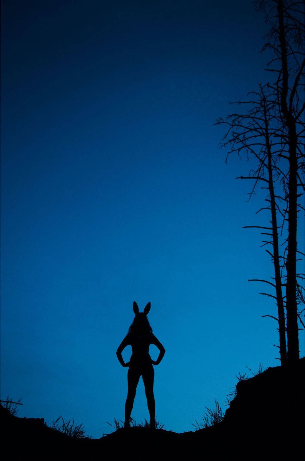 Night Rabbit. Автор: Виталий Шевченко , Виталий Шевченко