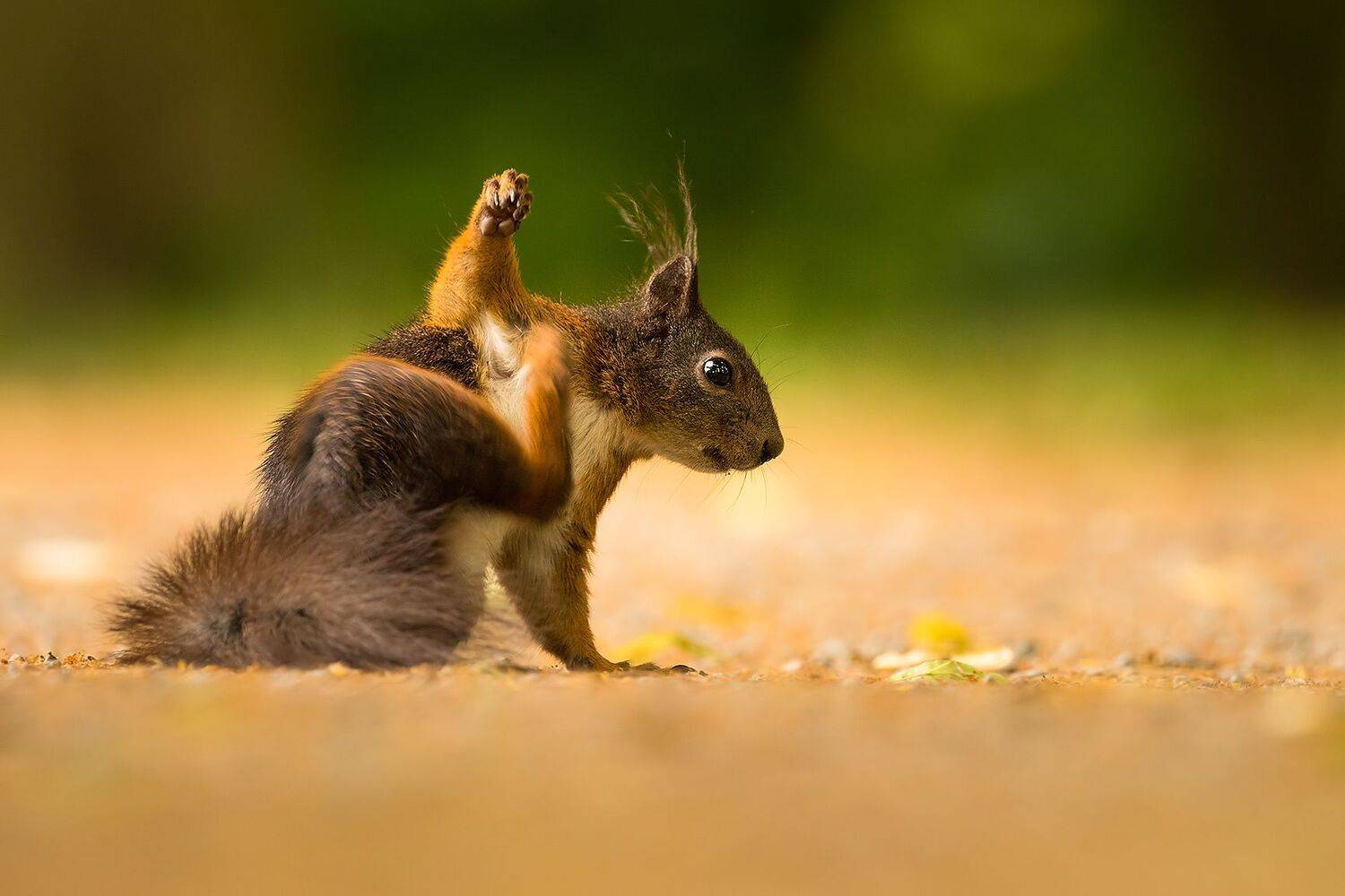 , Robert Adamec