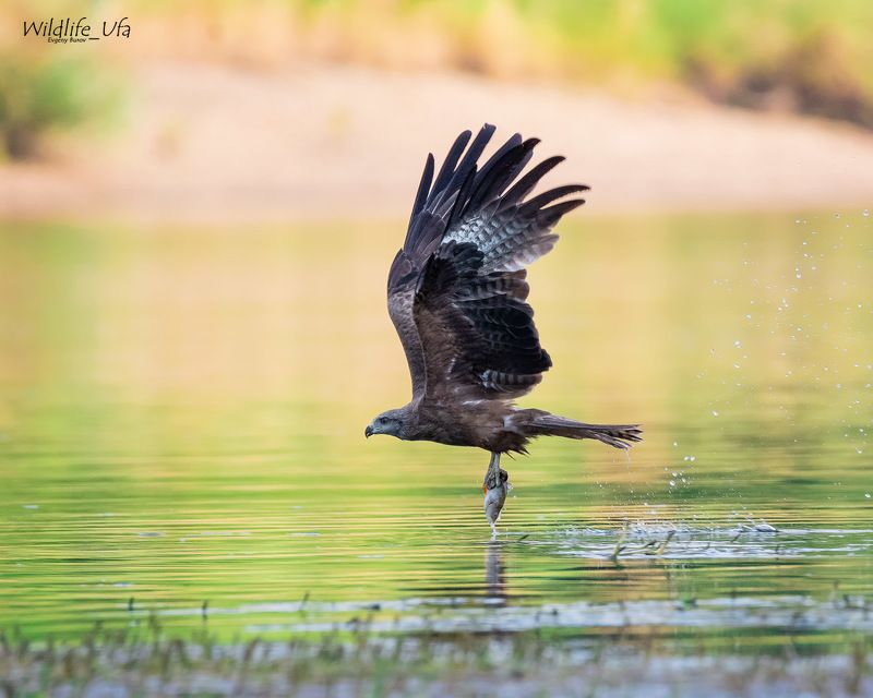 Чёрный коршун / Black kite / Milvus migrans фото превью
