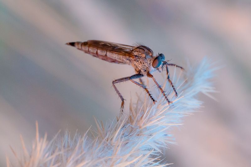 wildlife, insects,насекомые, ктырь, asilidae Ктырь фото превью