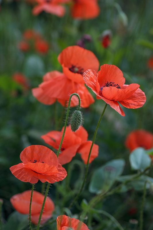 tokina 100 macro, beautiful, красивый, moment, момент, nature, природа, летняя, summer, лето, flowers, цветы, poppies, маки, insects, насекомые, pismire, муравей, bees, пчелы, bumblebee, шмель, Огоньки, зажженные июнем. фото превью