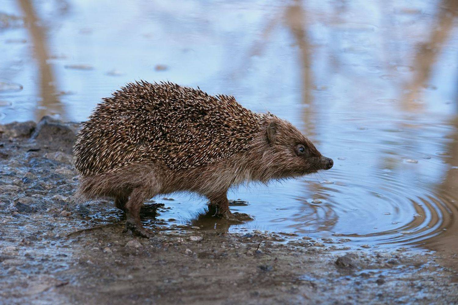 canon 55-250, beautiful, красивый, moment, момент, nature, природа, wildlife, animal, животное, hedgehog, ежик,, Наталья Терентьева