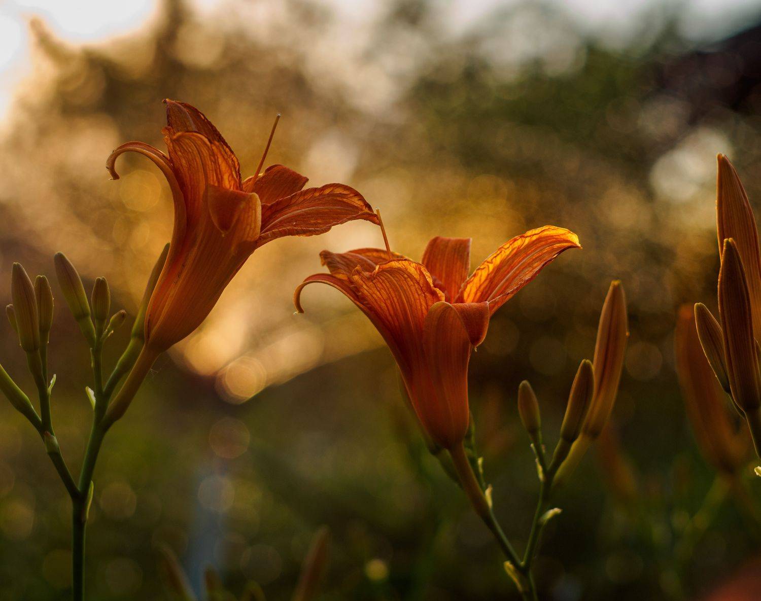 , Лариса Лофицкая