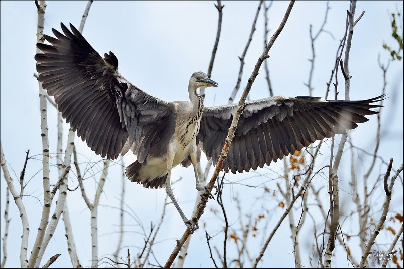 * * * фото превью