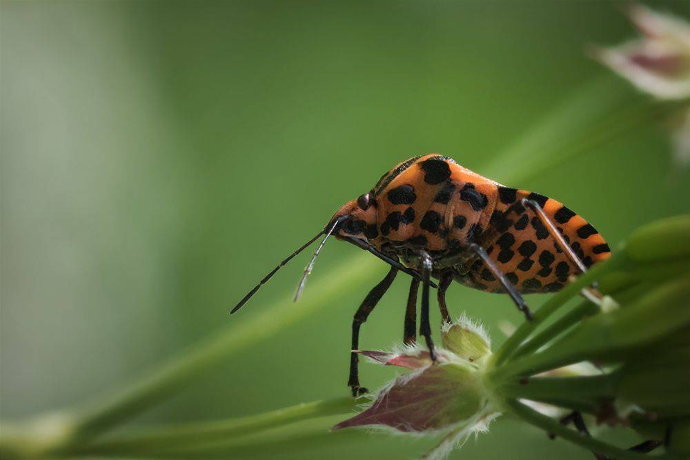 жук, макро, graphosomalineatum, клоп, macro, Марина Хилько