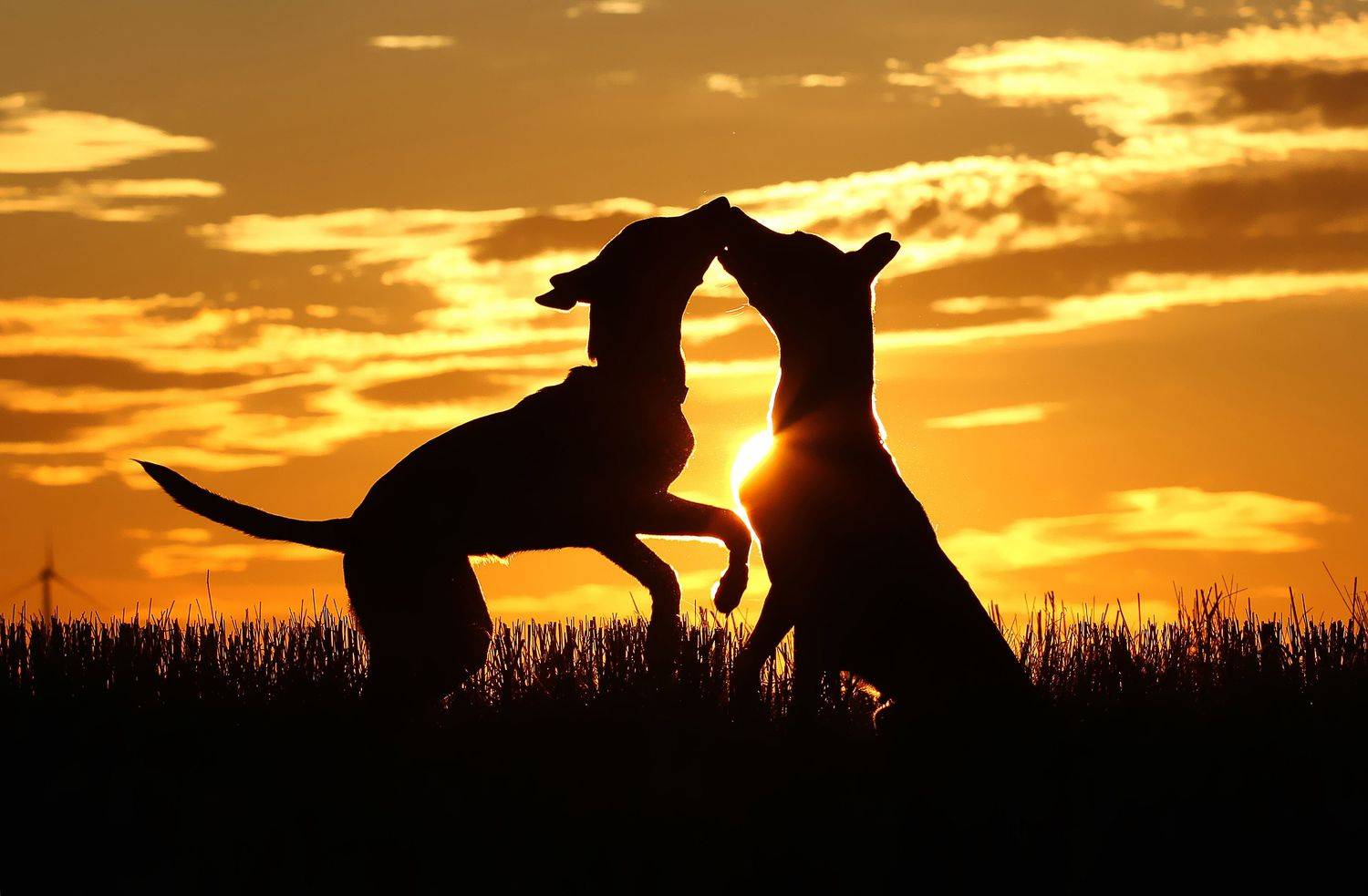 , Диана Бадмаева