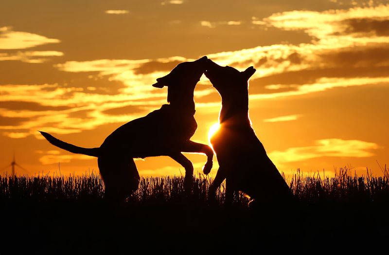 Поцелуй на закате фото превью